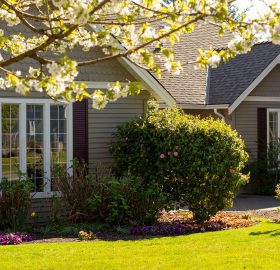 Beautiful suburban home in Spring, white windows with grilles and black shutters. Blossoming tree and bushes.